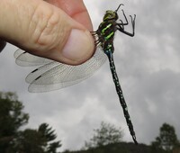 Shadow Darner Aeshna umbrosa