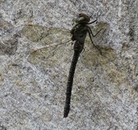 Shadow Darner Aeshna umbrosa