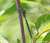 Shadow Darner, Aeshna umbrosa