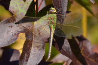 Common Green Darner, Anax junius