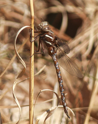Springtime Darner, Basiaeschna janata