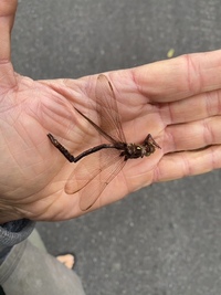 Fawn Darner, Boyeria vinosa