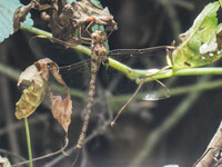 Fawn Darner, Boyeria vinosa