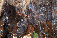 Fawn Darner, Boyeria vinosa