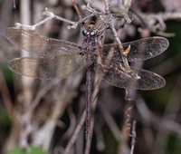 Fawn Darner, Boyeria vinosa