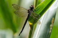 Swamp Darner, Epiaeschna heros