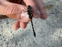 Harlequin Darner, Gomphaeschna furcillata