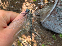 Cyrano Darner, Nasiaeschna pentacantha