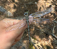 Cyrano Darner, Nasiaeschna pentacantha