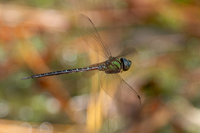 Phantom Darner, Triacanthagyna trifida