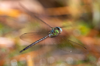 Phantom Darner, Triacanthagyna trifida