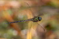 Phantom Darner, Triacanthagyna trifida