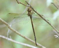 Phantom Darner, Triacanthagyna trifida