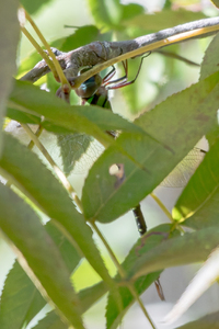 Phantom Darner, Triacanthagyna trifida