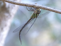 Phantom Darner, Triacanthagyna trifida