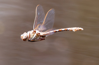 Stream Cruiser, Macromia transversa