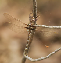 Stream Cruiser, Macromia transversa