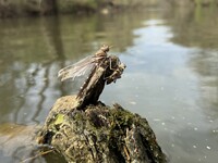 Stream Cruiser, Macromia transversa