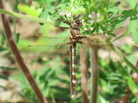 Stream Cruiser, Macromia transversa