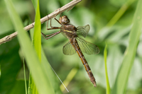 Stream Cruiser, Macromia transversa