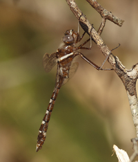 Stream Cruiser, Macromia transversa