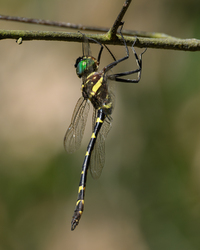 Swift River Cruiser, Macromia illinoiensis