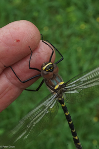 Mountain River Cruiser, Macromia margarita