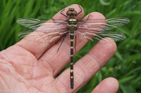 Mountain River Cruiser, Macromia margarita
