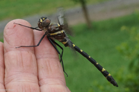 Mountain River Cruiser, Macromia margarita