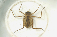 Mountain River Cruiser, Macromia margarita