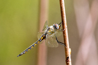 Common Baskettail, Epitheca cynosura