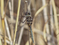 Common Baskettail, Epitheca cynosura