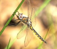 Common Baskettail, Epitheca cynosura