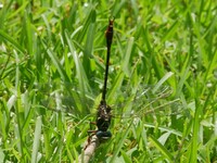 Two-striped Forceptail, Aphylla williamsoni