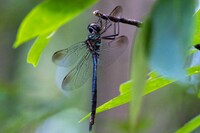 Fine-lined Emerald, Somatochlora filosa