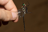Treetop Emerald, Somatochlora provocans
