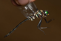 Treetop Emerald, Somatochlora provocans
