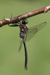 Clamp-tipped Emerald, Somatochlora tenebrosa