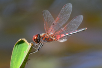 Red-veined Pennant, Celithemis bertha