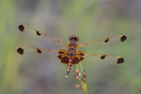 Calico Pennant, Celithemis elisa
