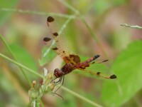 Calico Pennant, Celithemis elisa