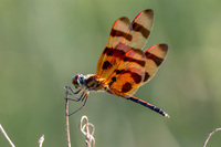 Halloween Pennant, Celithemis eponina