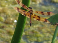 Halloween Pennant, Celithemis eponina
