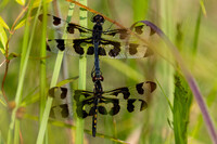 Banded Pennant, Celithemis fasciata
