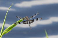 Banded Pennant, Celithemis fasciata