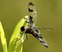 Banded Pennant, Celithemis fasciata