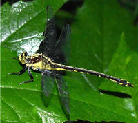 Black-shouldered Spinyleg, Dromogomphus spinosus