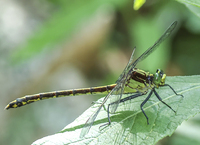 Black-shouldered Spinyleg, Dromogomphus spinosus