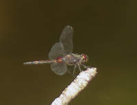 Ornate Pennant, Celithemis ornata