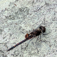 Ornate Pennant, Celithemis ornata